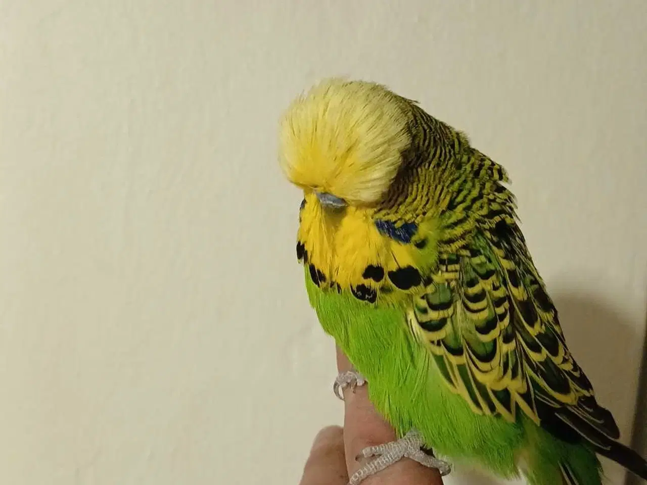 Billede 2 - Engelsk undulat han 