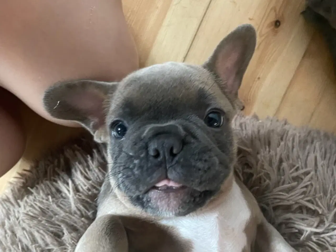 Billede 6 - FRANSK BULLDOG HVALP
