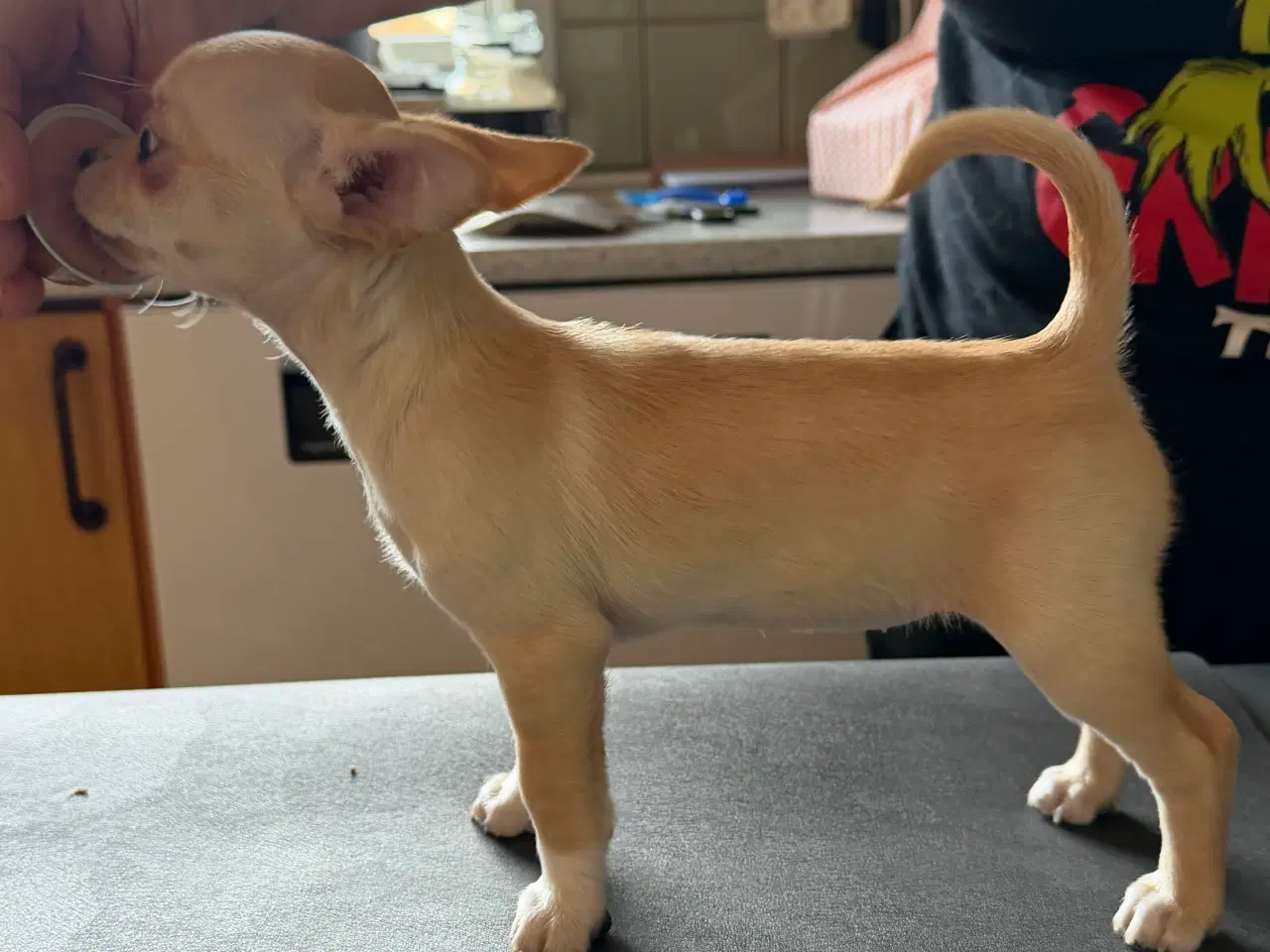 Billede 2 - 9 uger skøn tæve