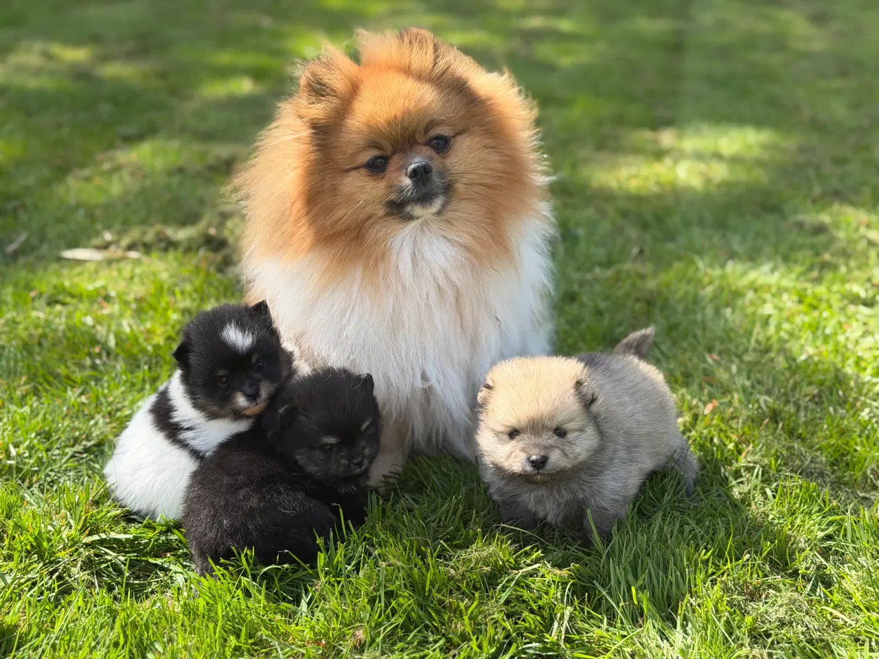 Billede 3 - Skønne Pomeranian hvalpe