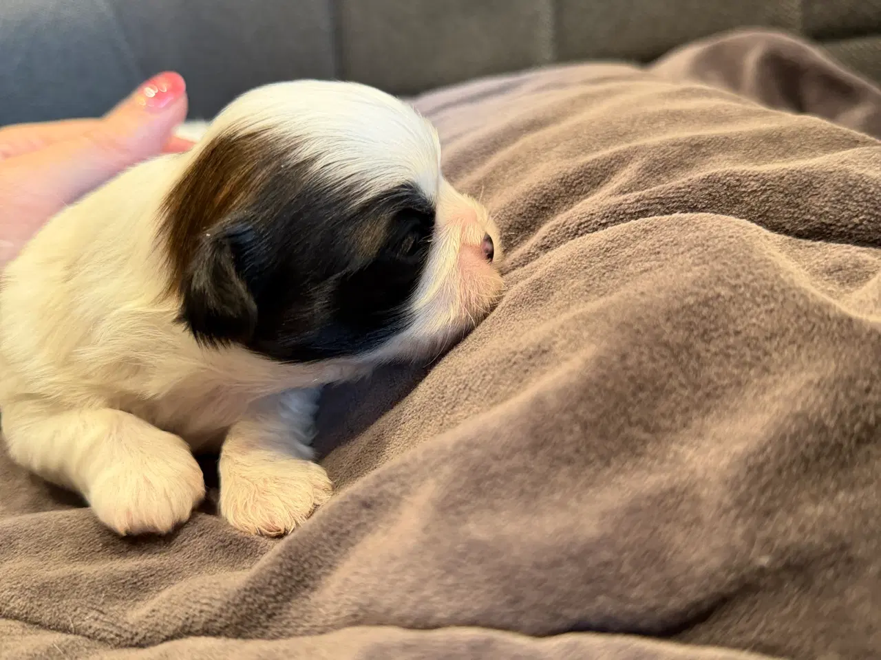 Billede 4 - Boomer hvalpe søger nye madskåle d 3 juli❤️