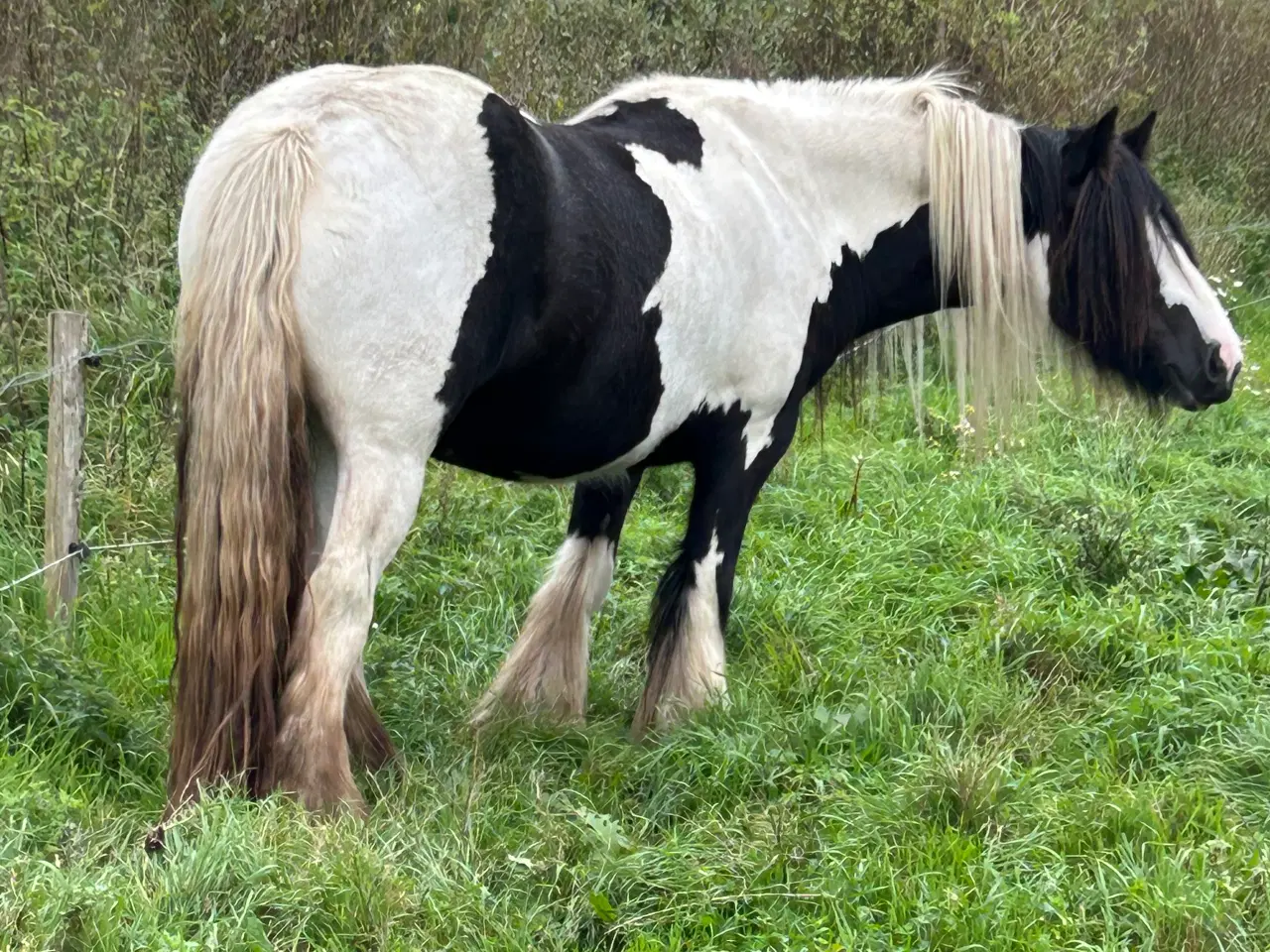 Billede 4 - Super skøn og smuk irish cob 