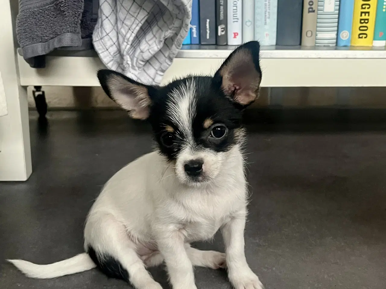 Billede 2 - Dejligste chihuahuahvalp 