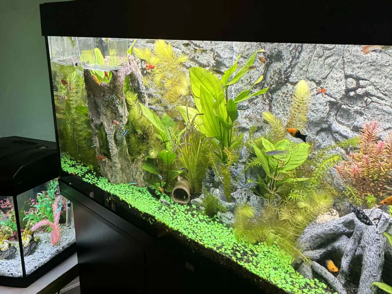 Billede 4 - 250 l Juwel akvarie + underskab 