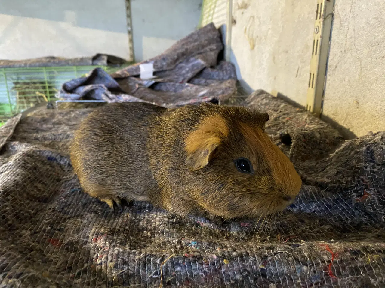 Billede 1 - Han marsvin sælges