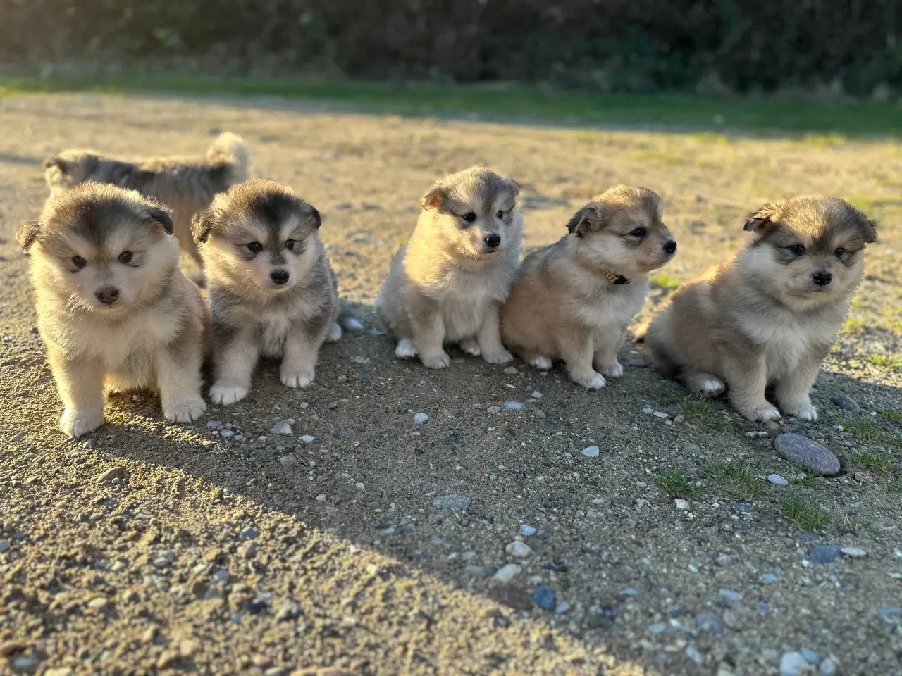 Billede 13 - Finske Lapphundehvalpe søger nye, kærlige hjem