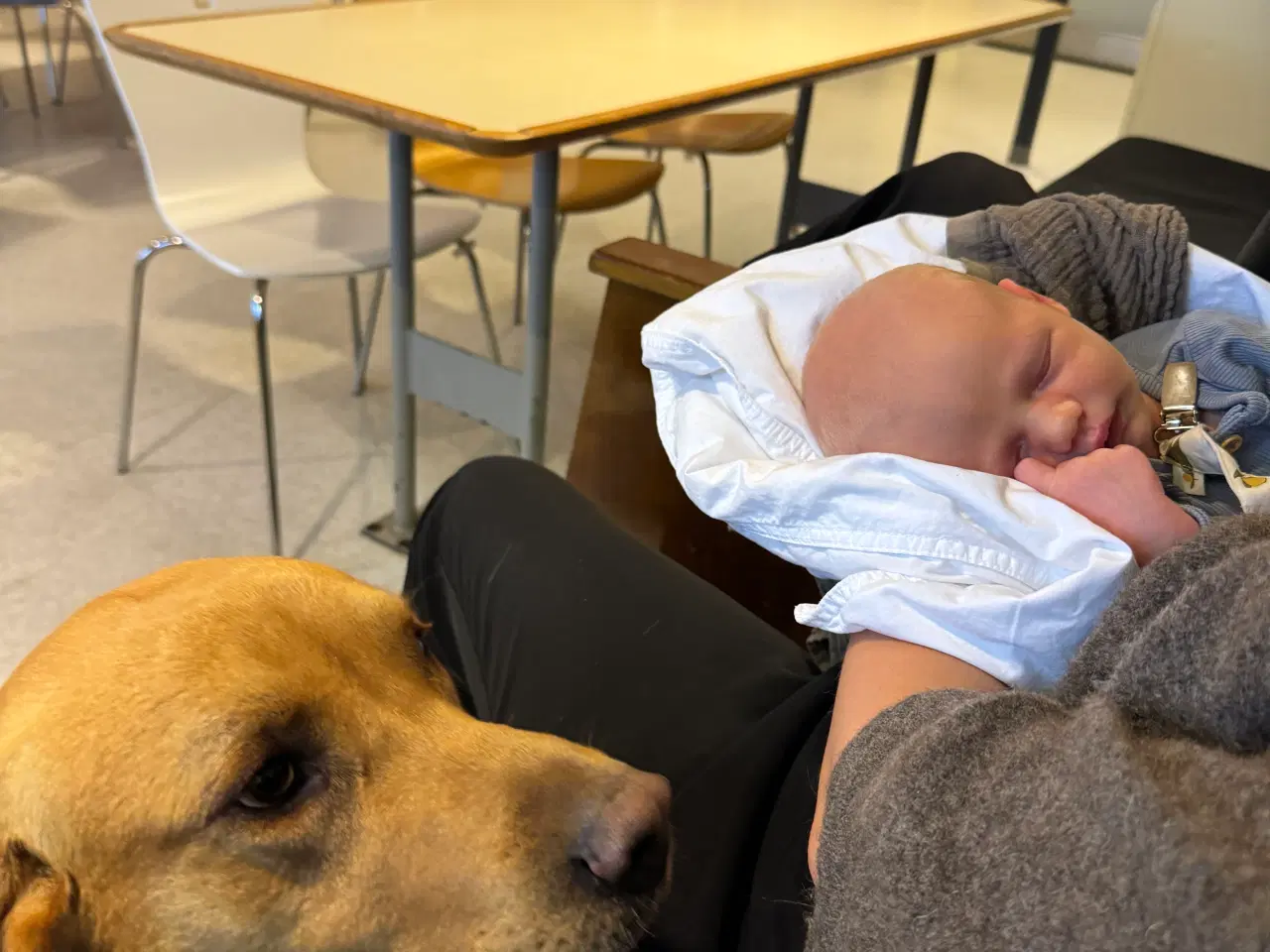 Billede 3 - Labrador han sælges