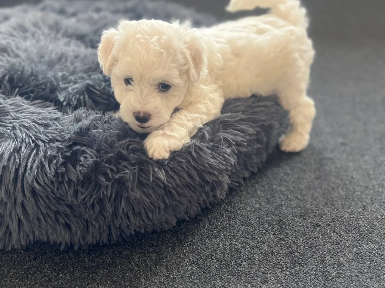 Billede 13 - Malteser/bichon hvalpe 