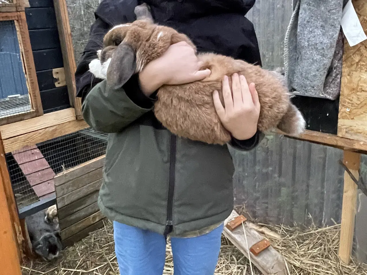 Billede 4 - Tam og venlig hunkanin.