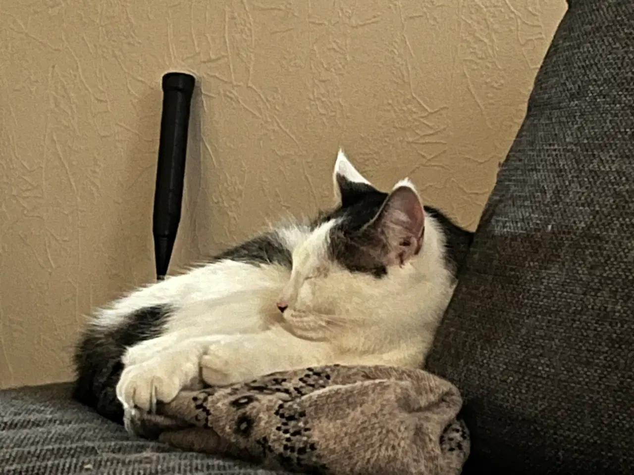 Billede 1 - Frida søger nyt hjem