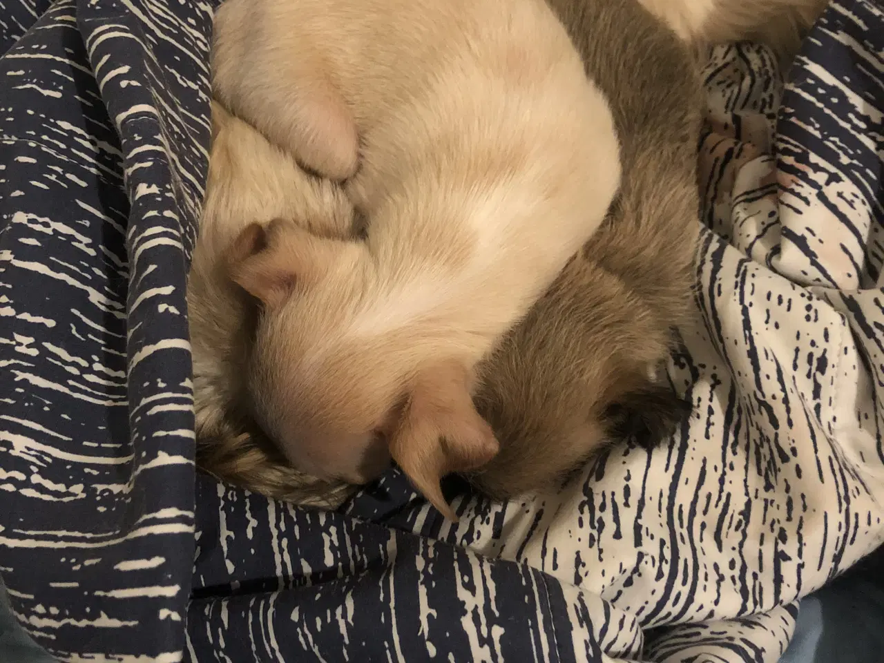 Billede 4 - 75% Chihuahua blanding dreng