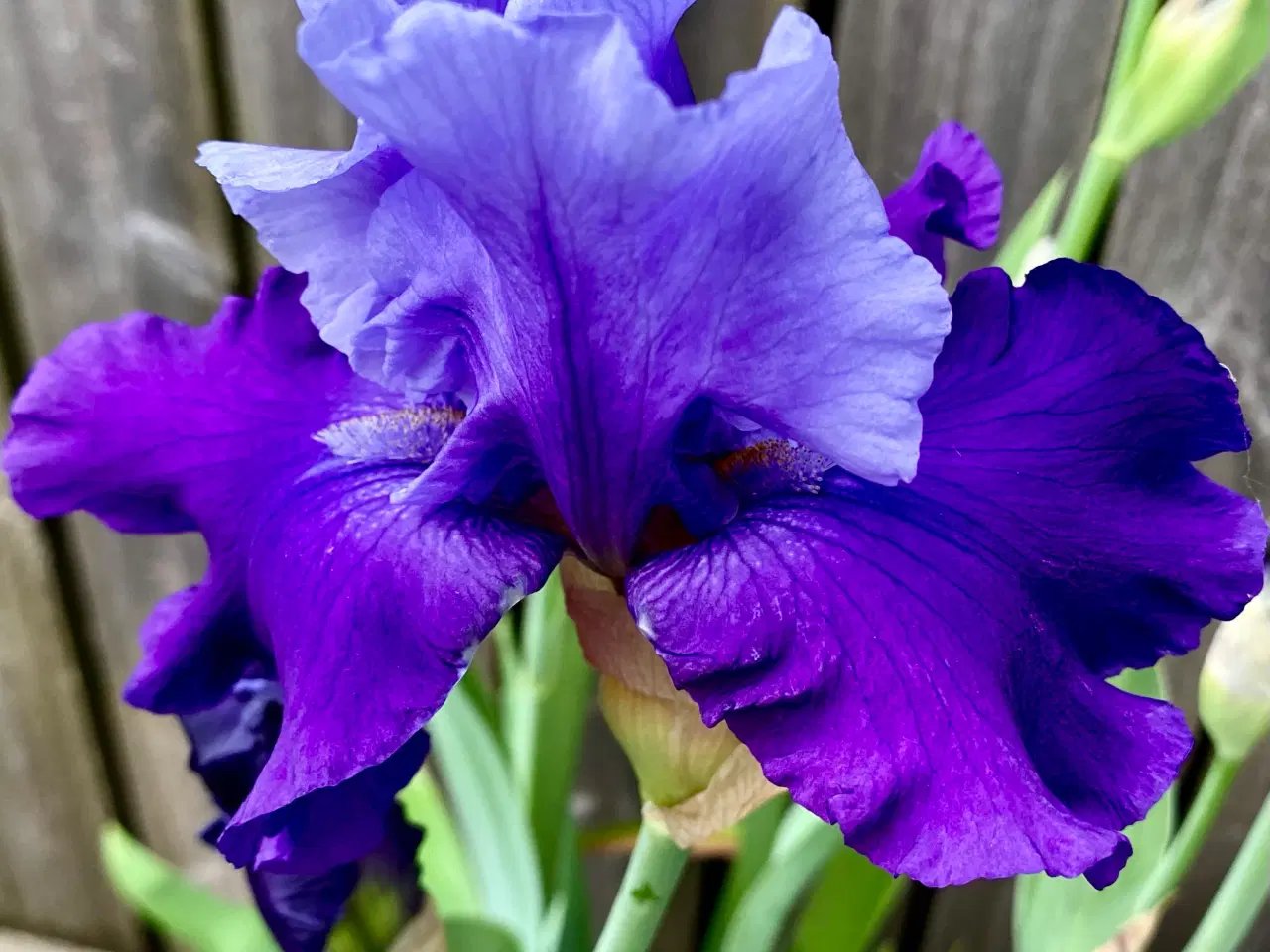 Billede 4 - Iris.