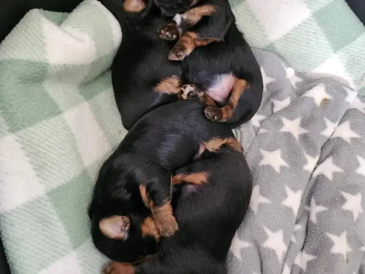 Billede 3 - 4 skønne Yorkshire Terrier hvalpe sælges 
