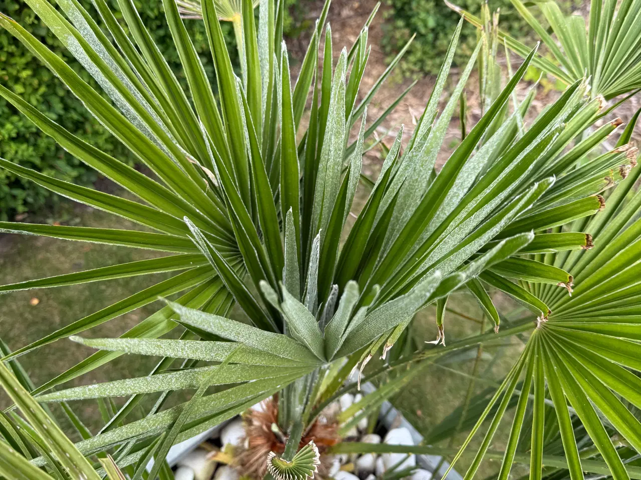 Billede 6 - Europæisk Dværgpalme - Chamaerops humilis
