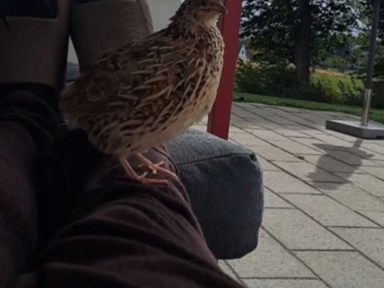 Billede 2 - 3 fine vakler