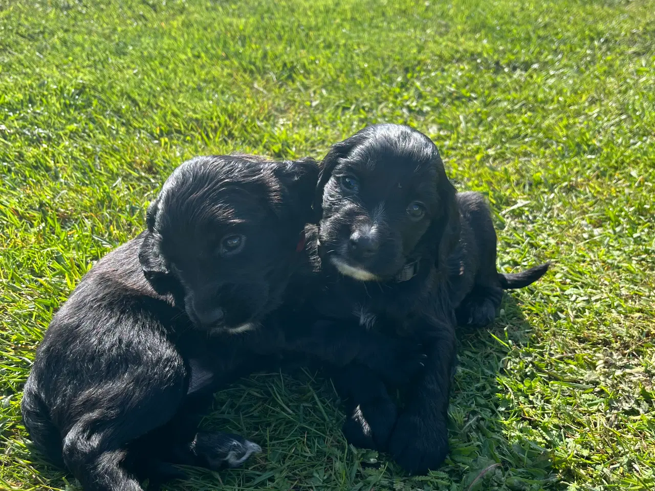 Billede 15 - Cocker / springer spaniel hvalpe