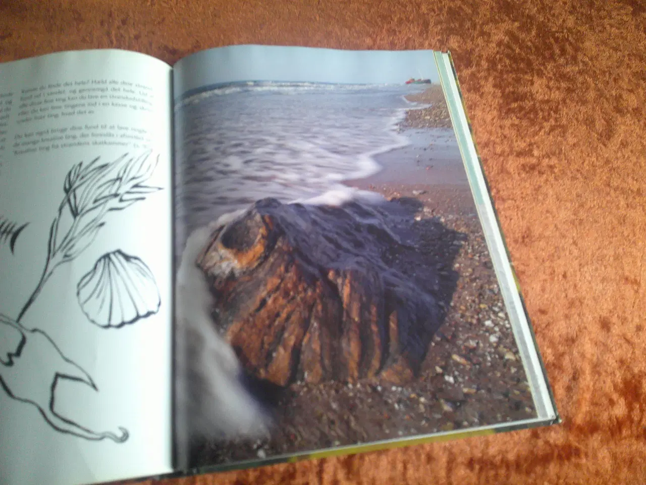 Billede 4 - Børnenes naturbog, Trine Sørensen