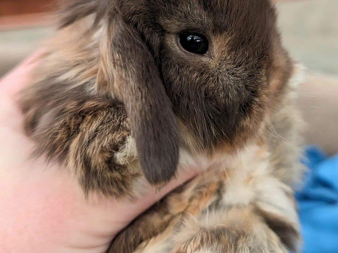 Billede 4 - Minilop kaninunge sælges