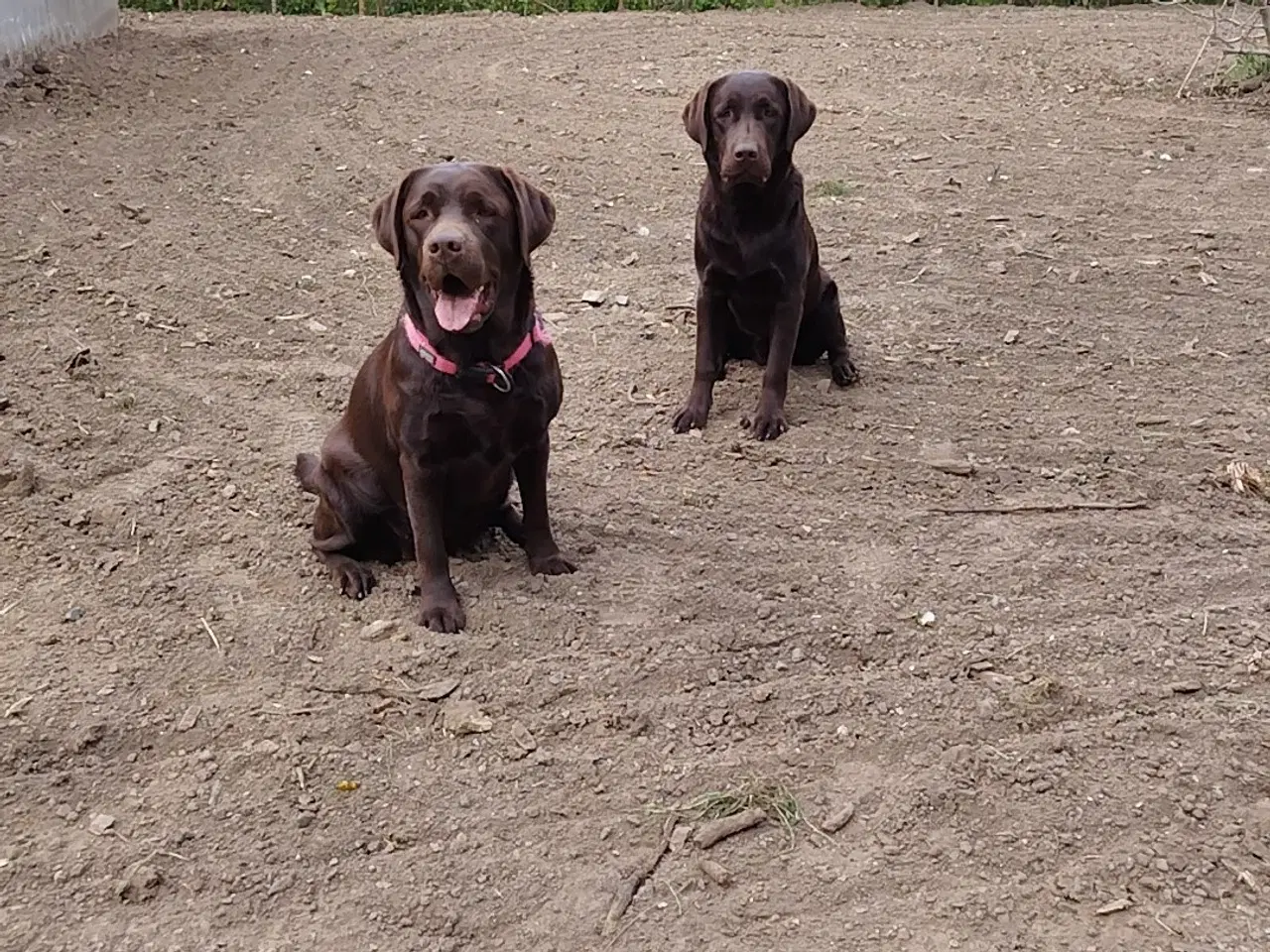 Billede 6 - Gammeldags Brun labrador hvalp