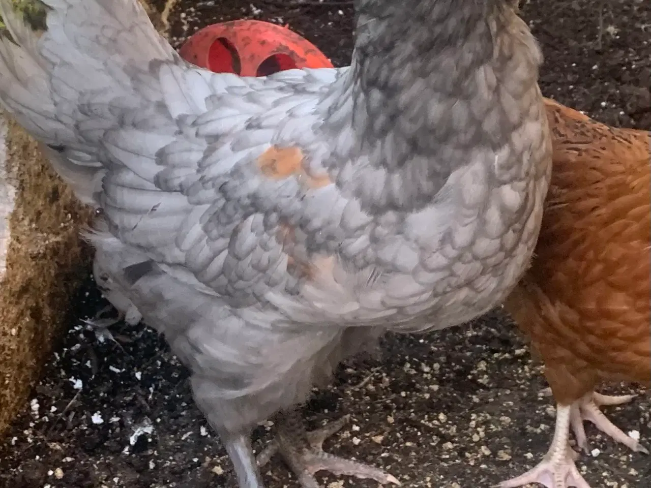 Billede 1 - 2 hanekyllinger i overskud