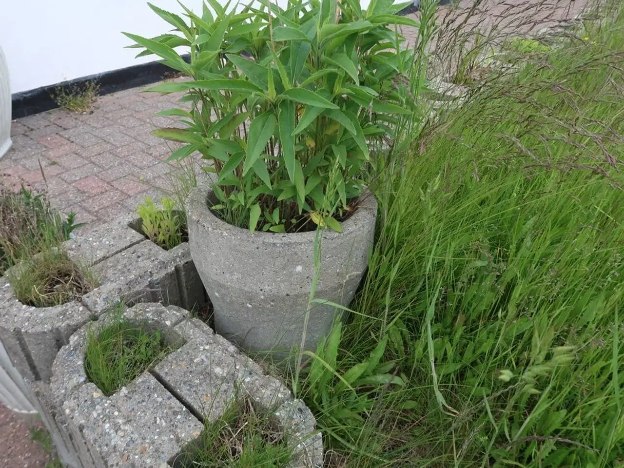 Billede 5 - 5 stk. Blomsterkummer