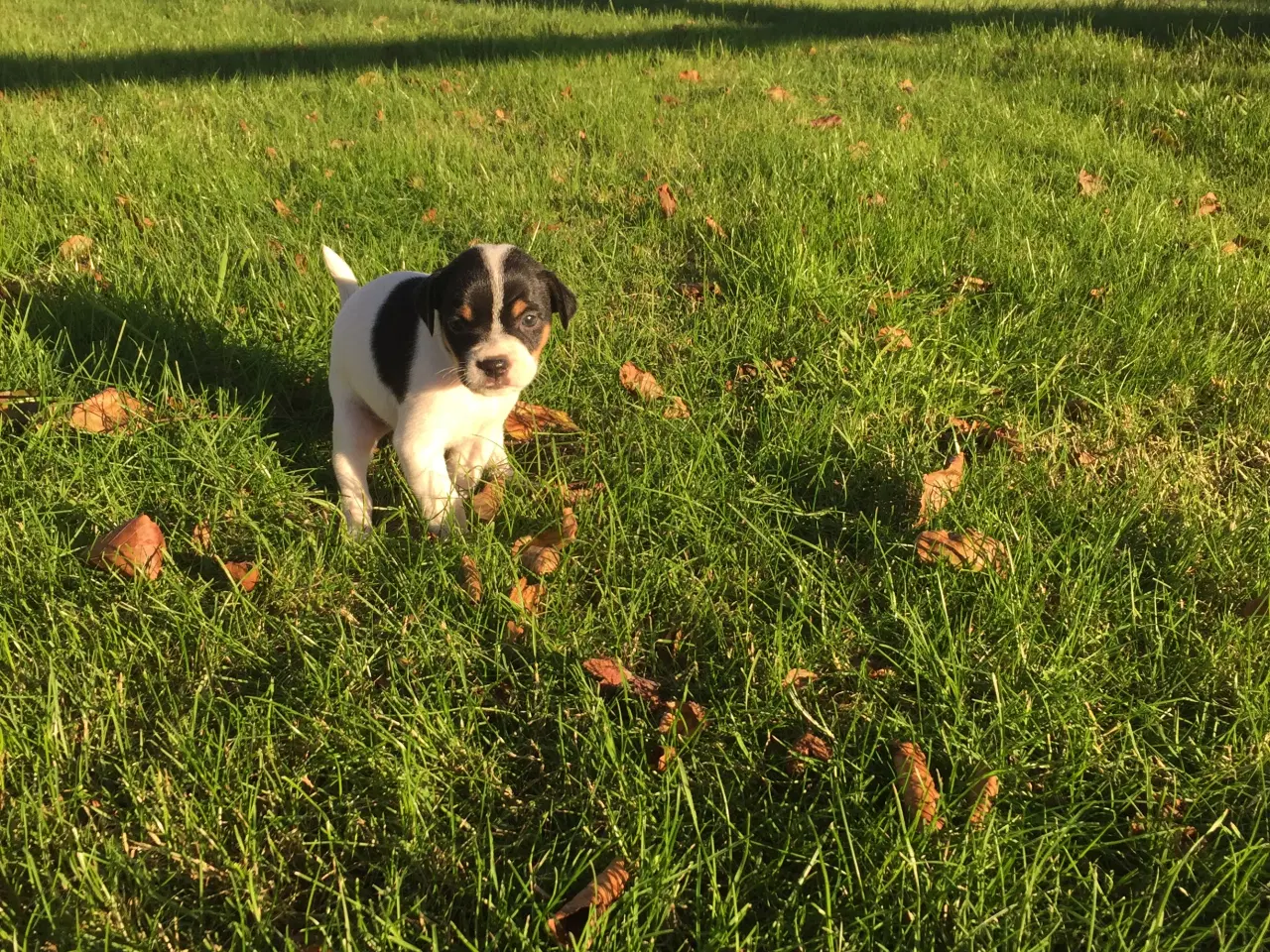 Billede 3 - Dansk svensk gårdhund