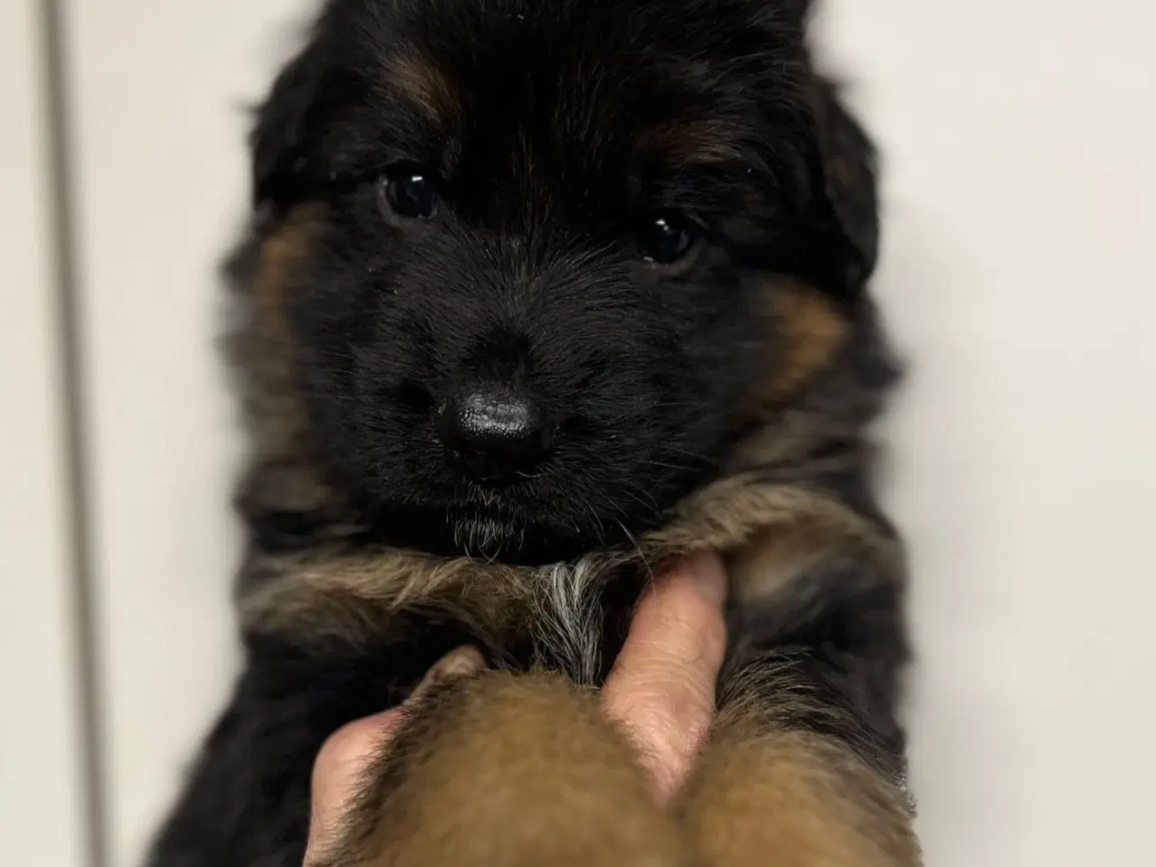 Billede 2 - Langhåret og korthåret schæfer hvalpe