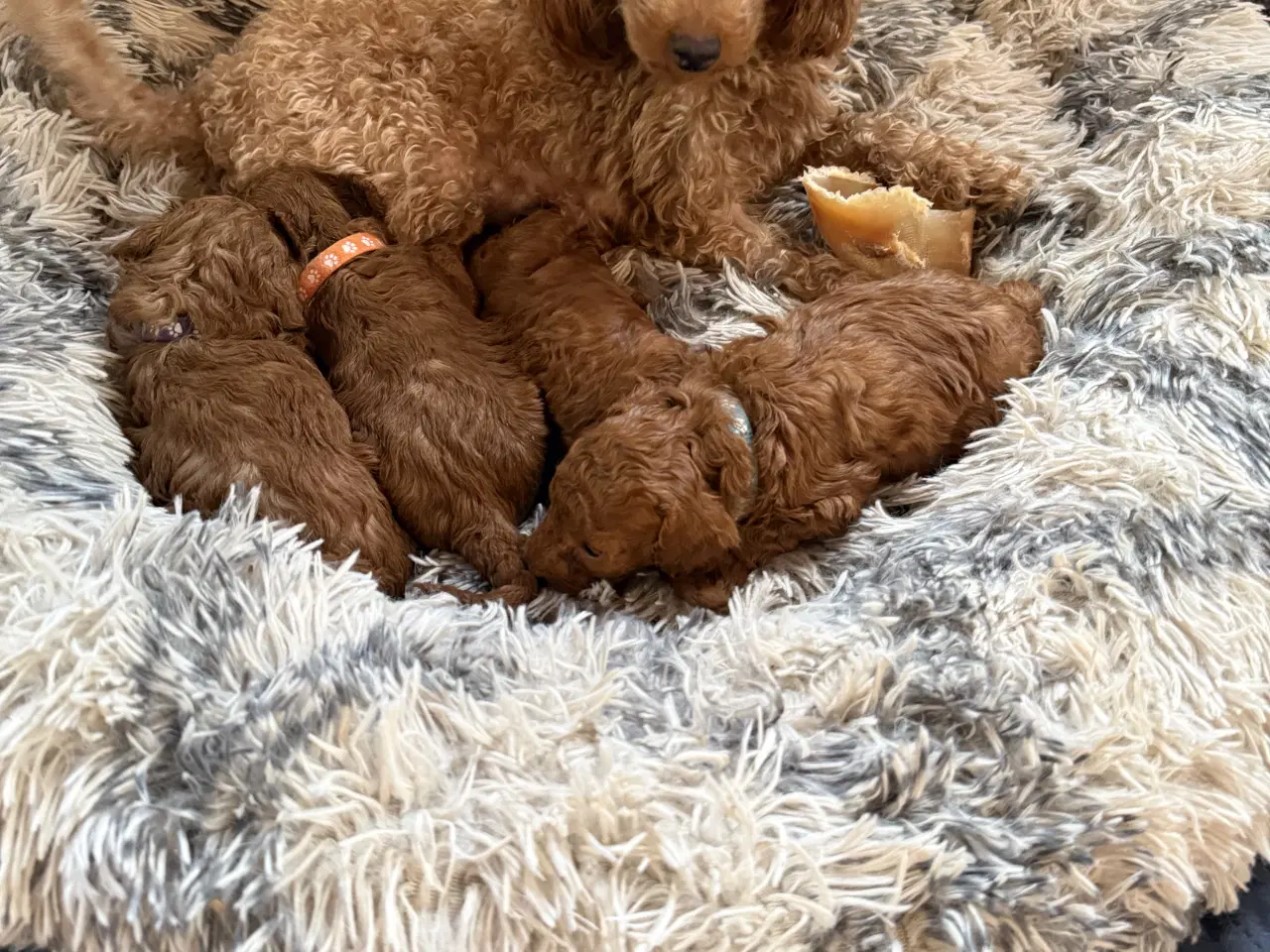 Billede 2 - Dejlige små krøltopper