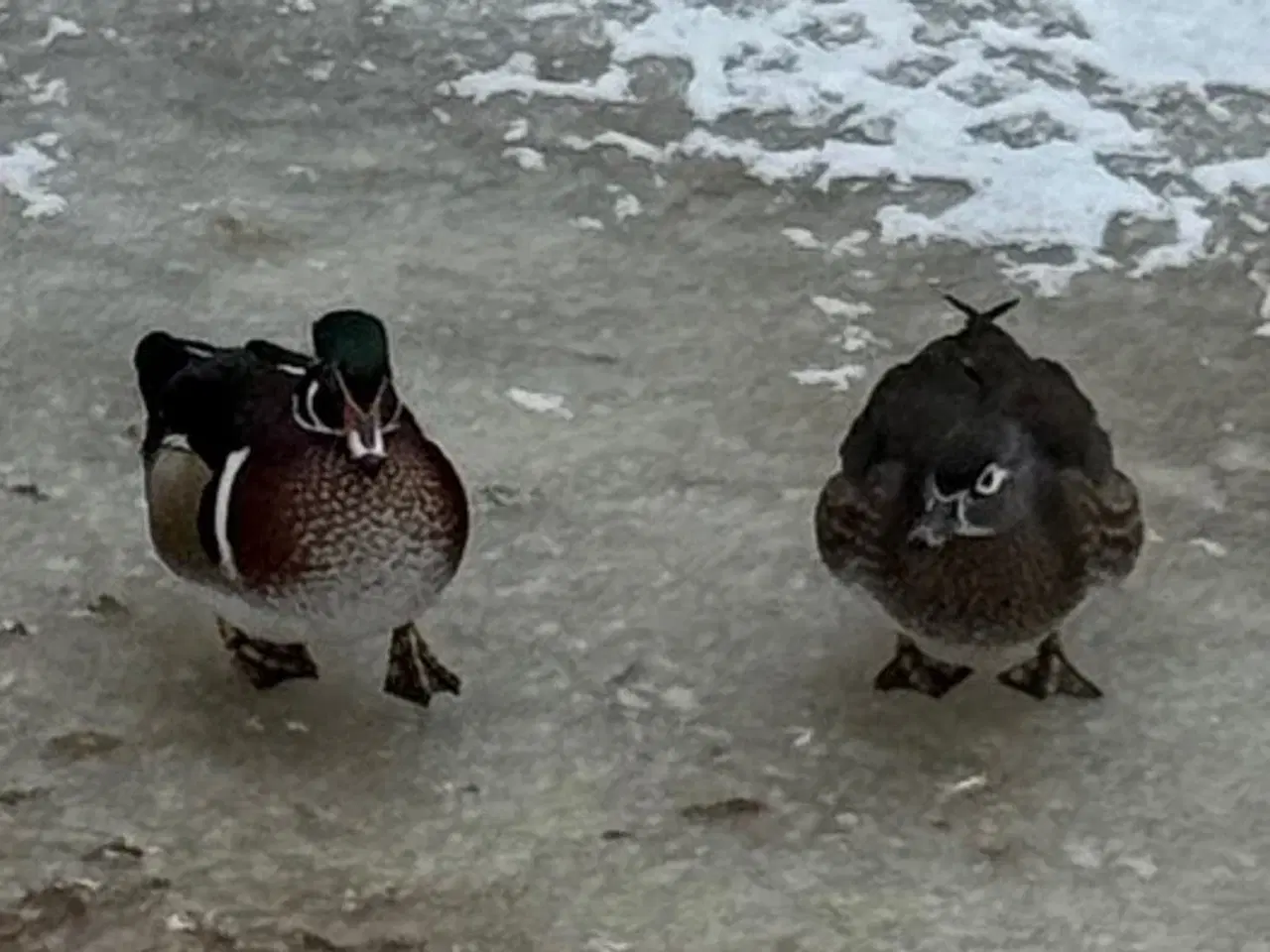 Billede 2 - Brude-Ænder, Avlspar