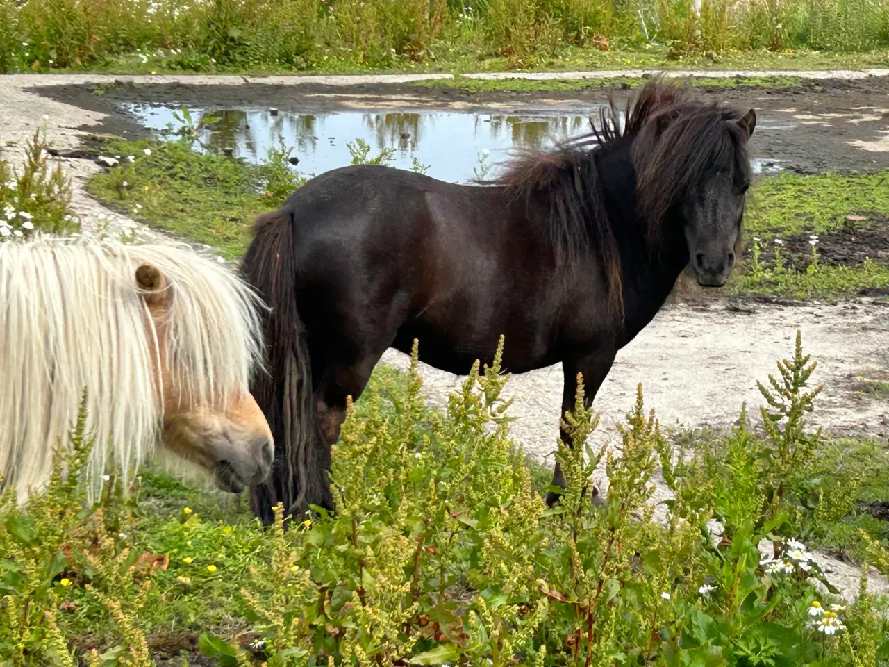 Billede 12 - Skøn mini shetlænder hoppe sælges 