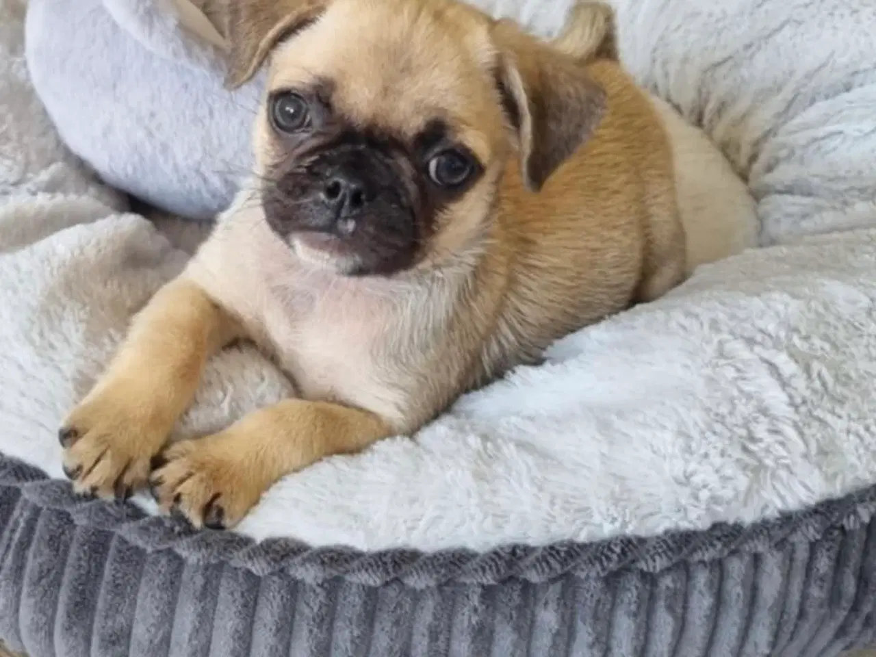 Billede 5 - Små søde mopsblandninger 🐶 