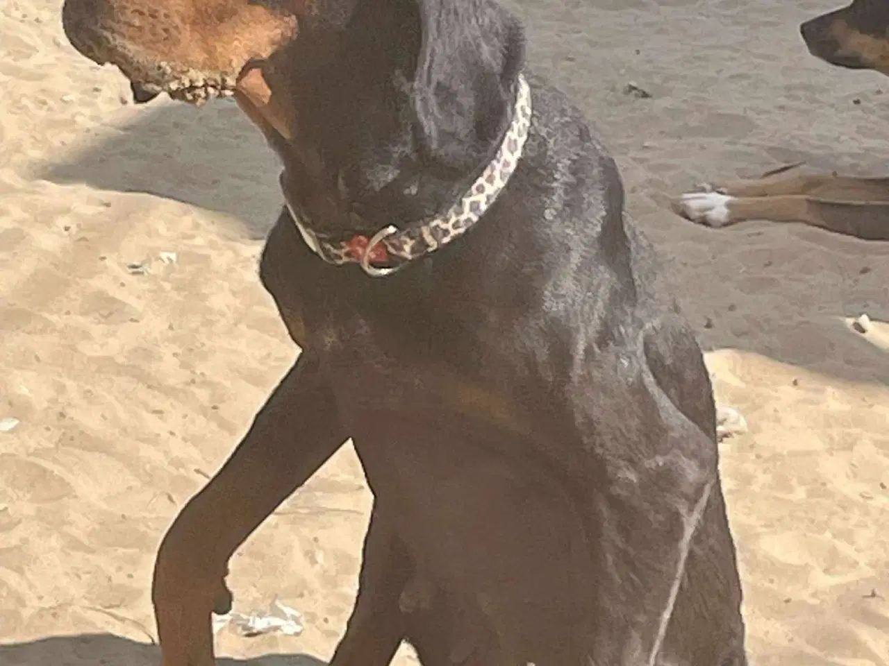 Billede 7 - Smukke Ripley søger sit otium 🩷