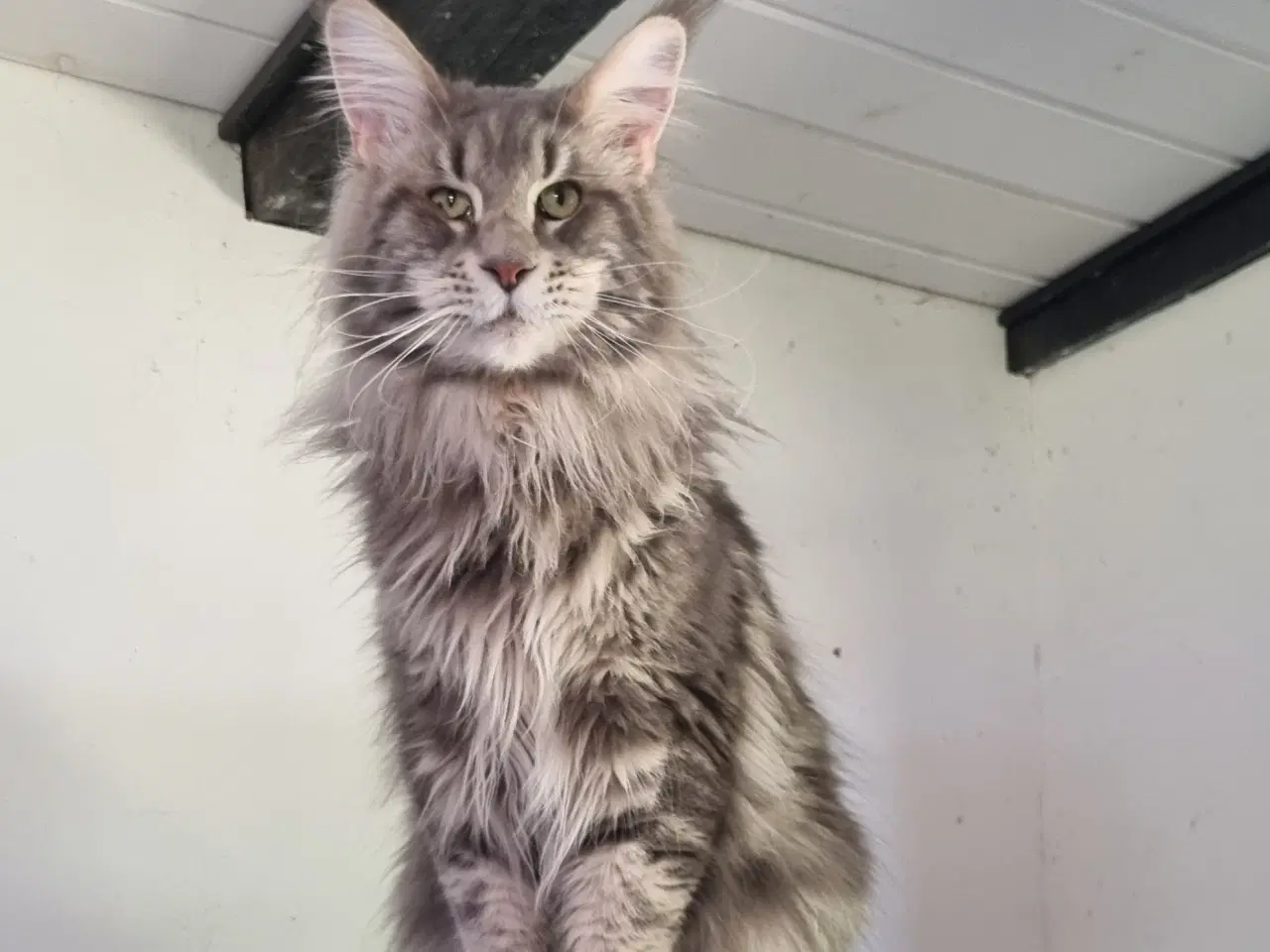 Billede 6 - Maine Coon blandingskilling søger nyt hjem.