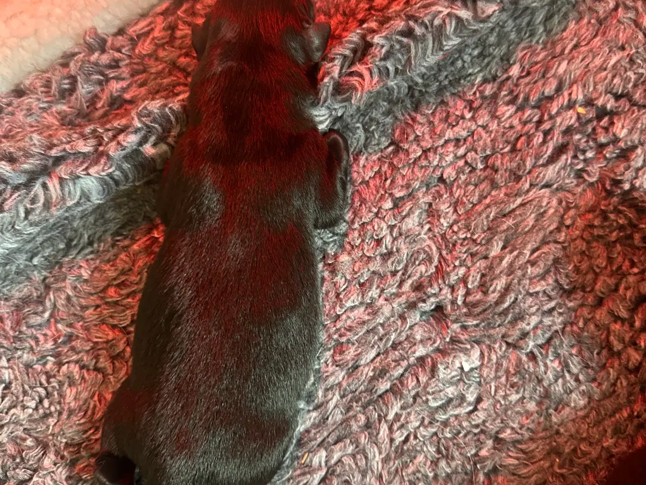 Billede 2 - Smukkeste blandings hvalpe (Golden Retriever)