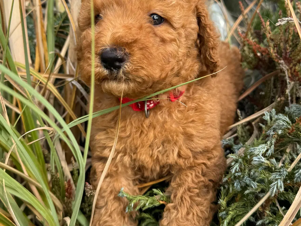 Billede 3 - Goldendoodle babyer 🥰🐾