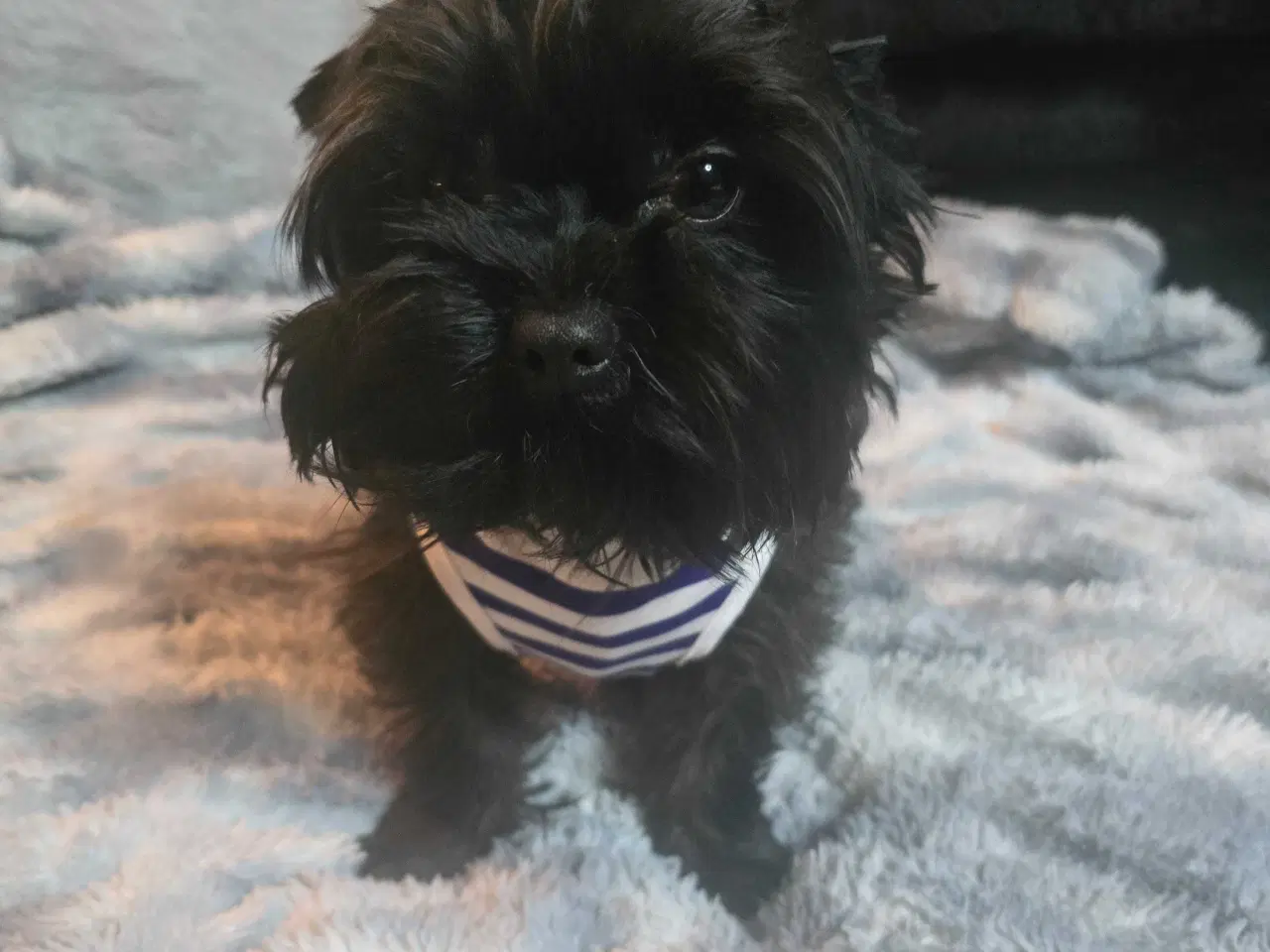 Billede 2 - Yorkshire Terrier 