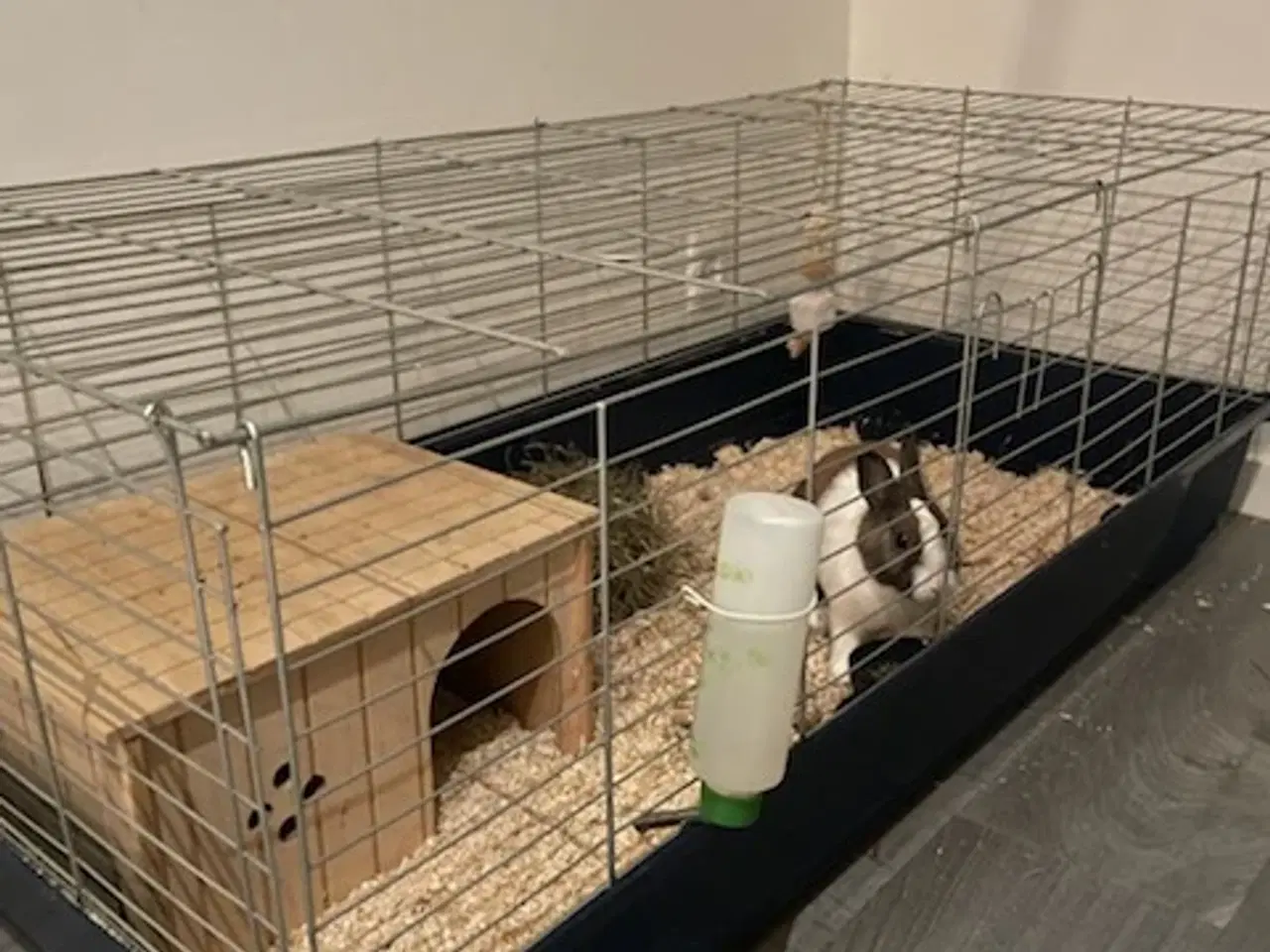 Billede 4 - Hermelin kanin (hun)
