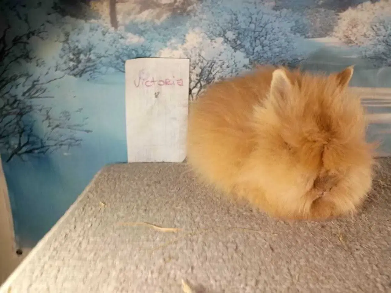 Billede 3 - Ren Racet Teddy Pige (dværg angora kanin