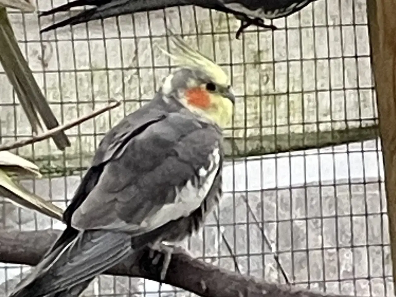 Billede 1 - Grå nymfeparakitter