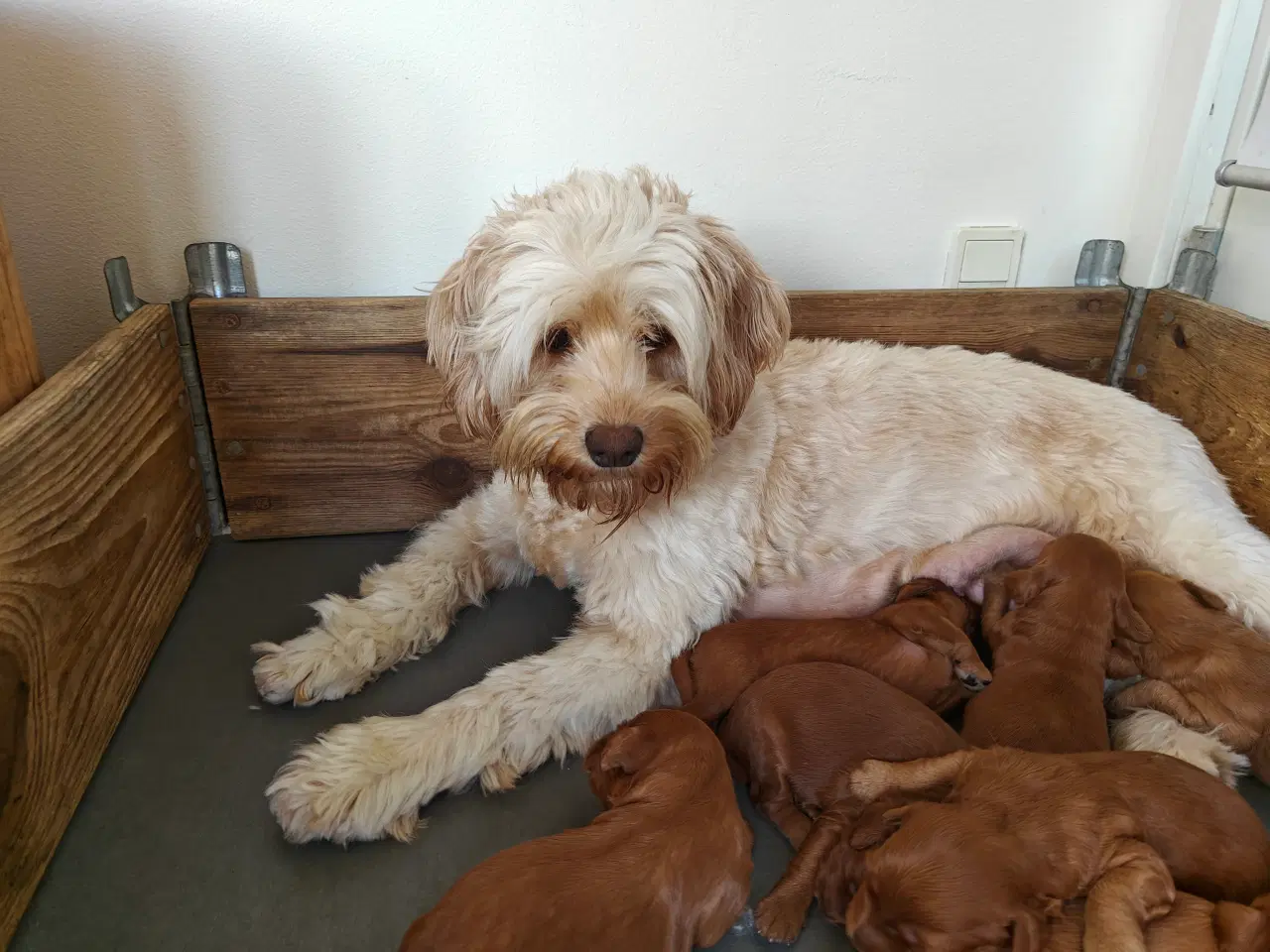 Billede 4 - Australsk Labradoodle, hvalpe, 2 uge