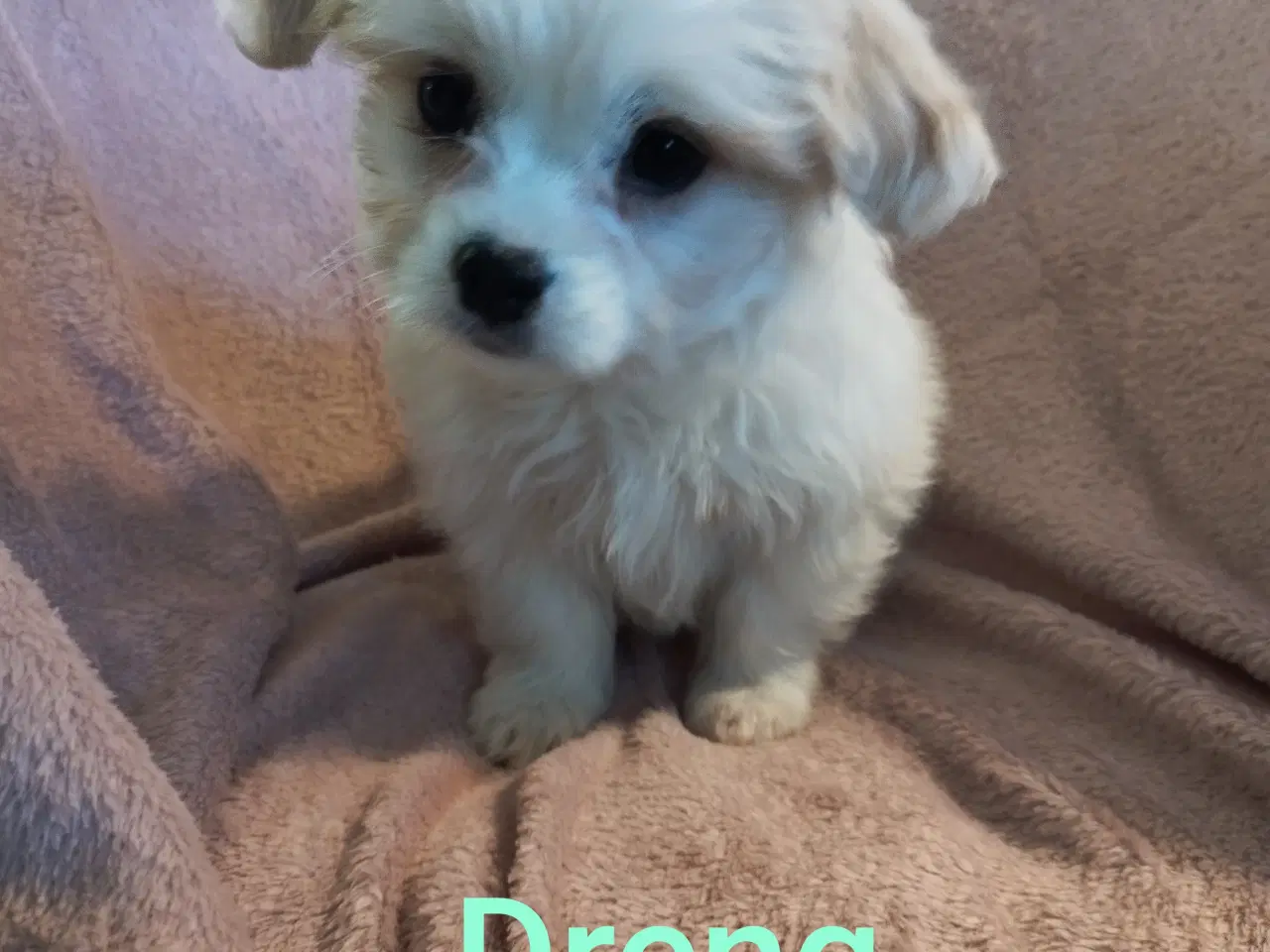 Billede 2 - Coton de Tulear/malteser hvalpe