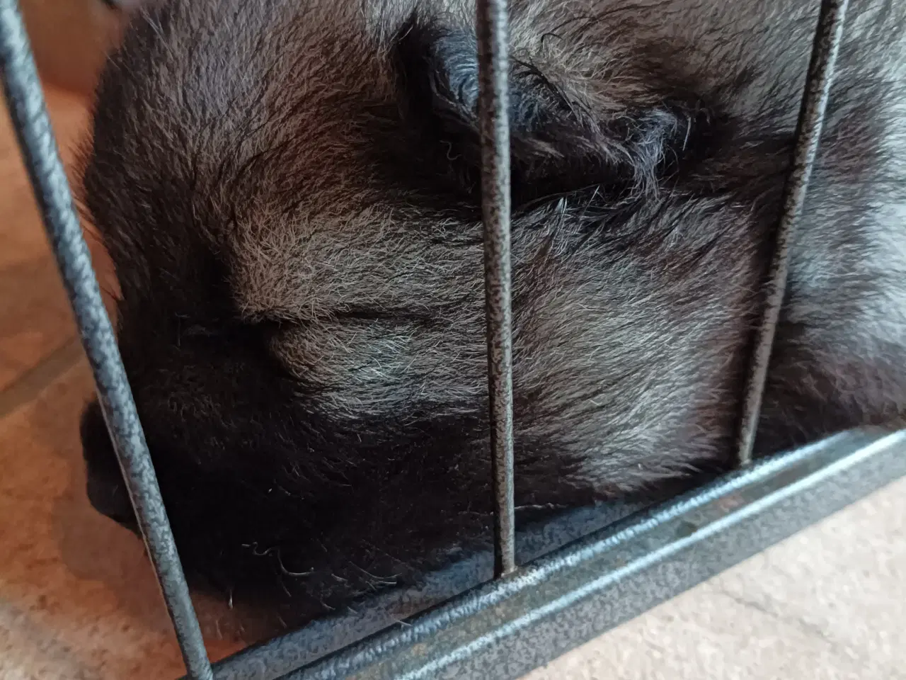 Billede 4 - Eurasier hvalpe 