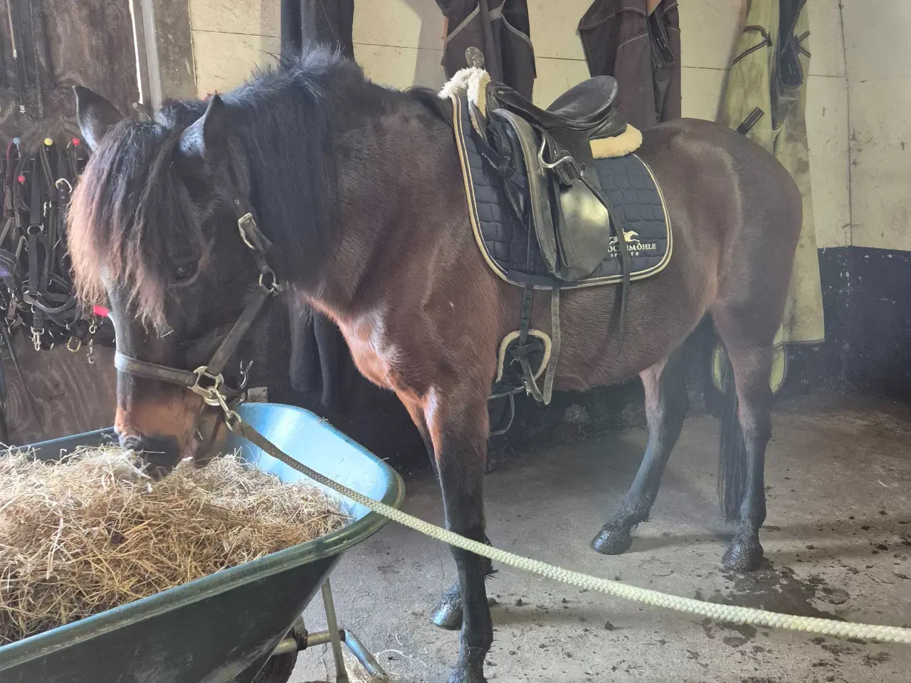 Billede 6 - Friser/spansk blandings hoppeplag