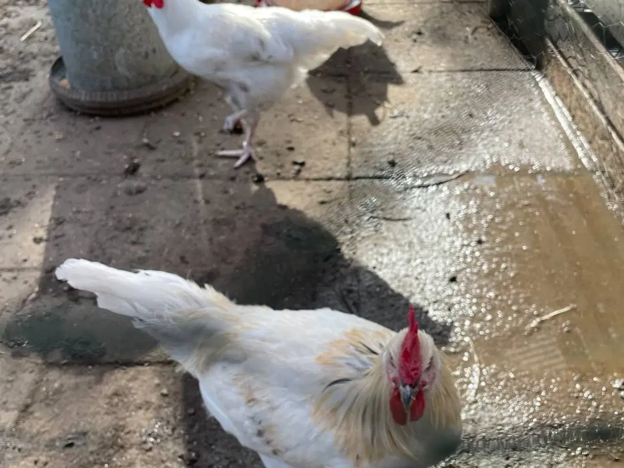 Billede 2 - Junger Hahn & zwei Hennen