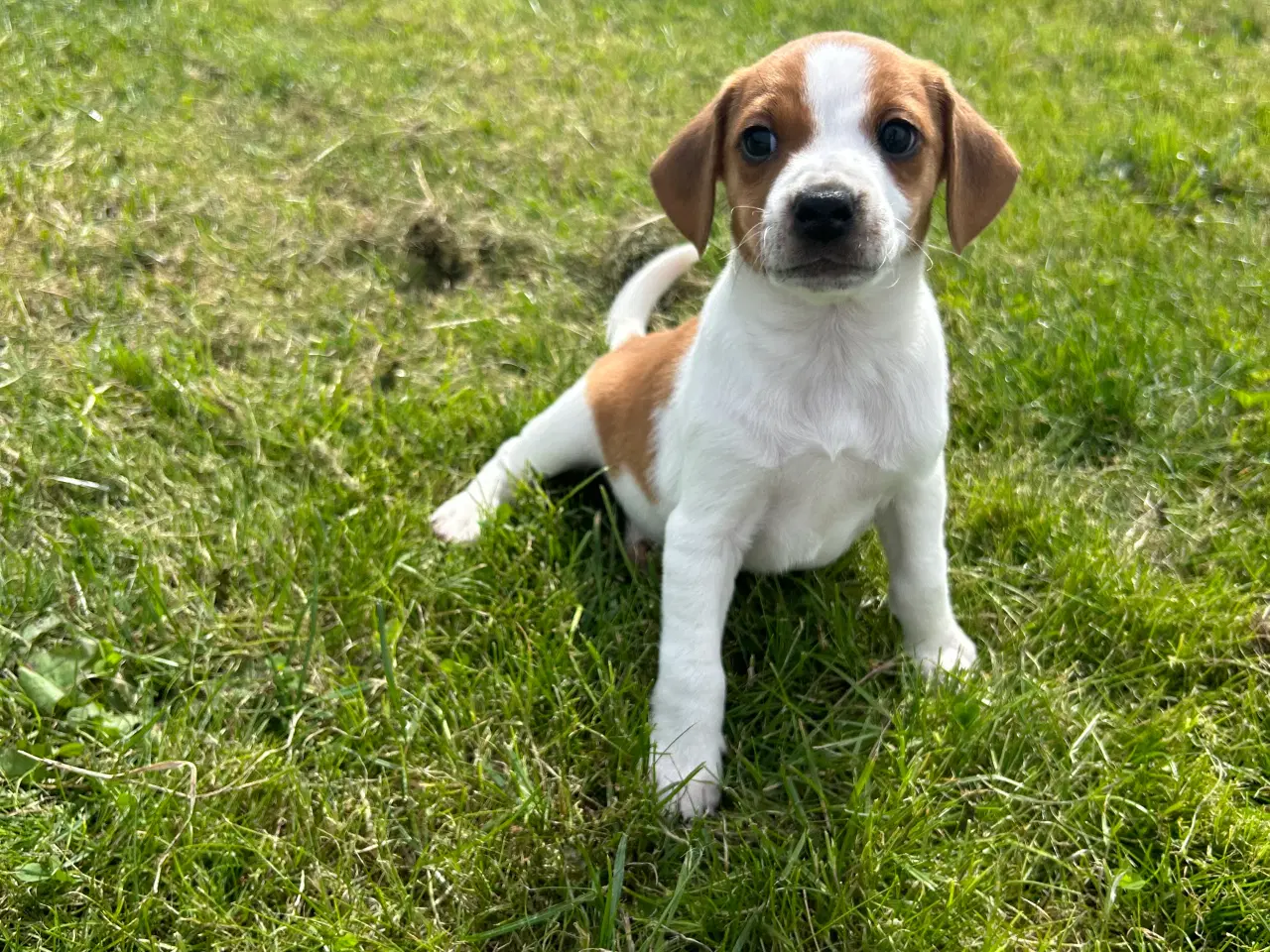Billede 2 - Dansk svensk gårdhund hvalpe