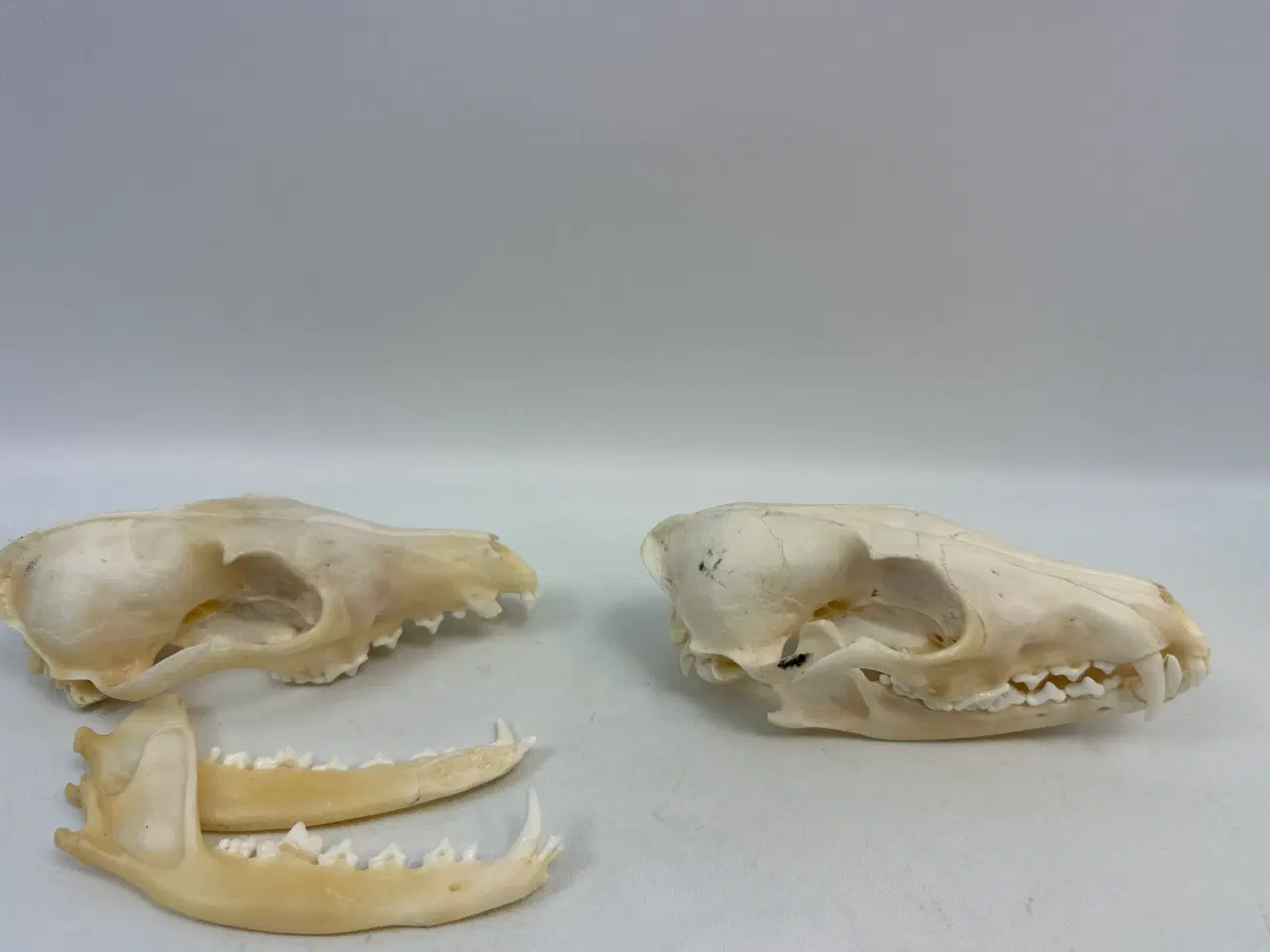 Billede 6 - 2 stk. kranier fra ræv 