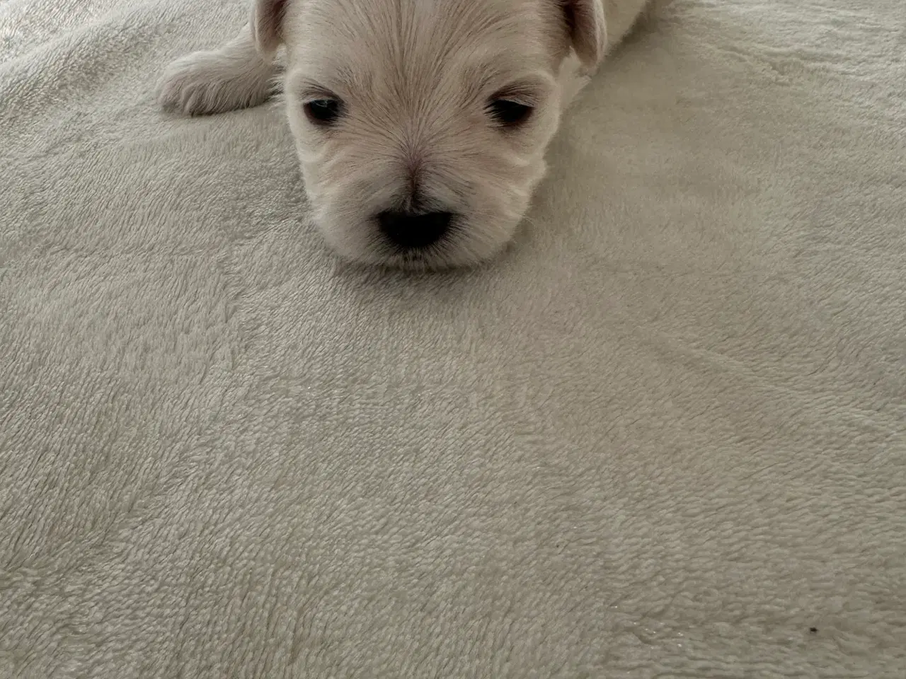 Billede 4 -  🐶 Boomer hvalpe 🐶 