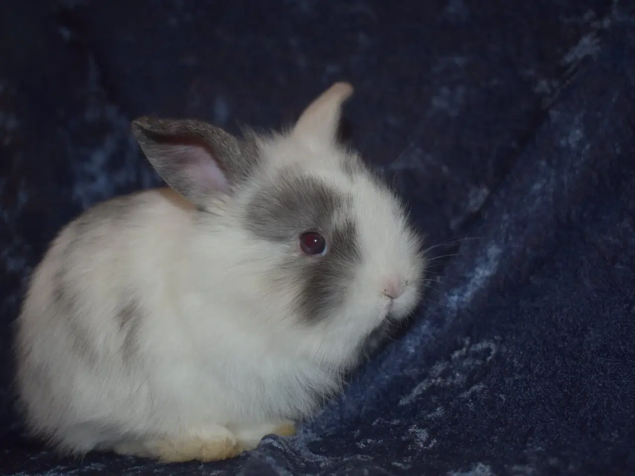 Billede 1 - Minilop/Teddy dreng 