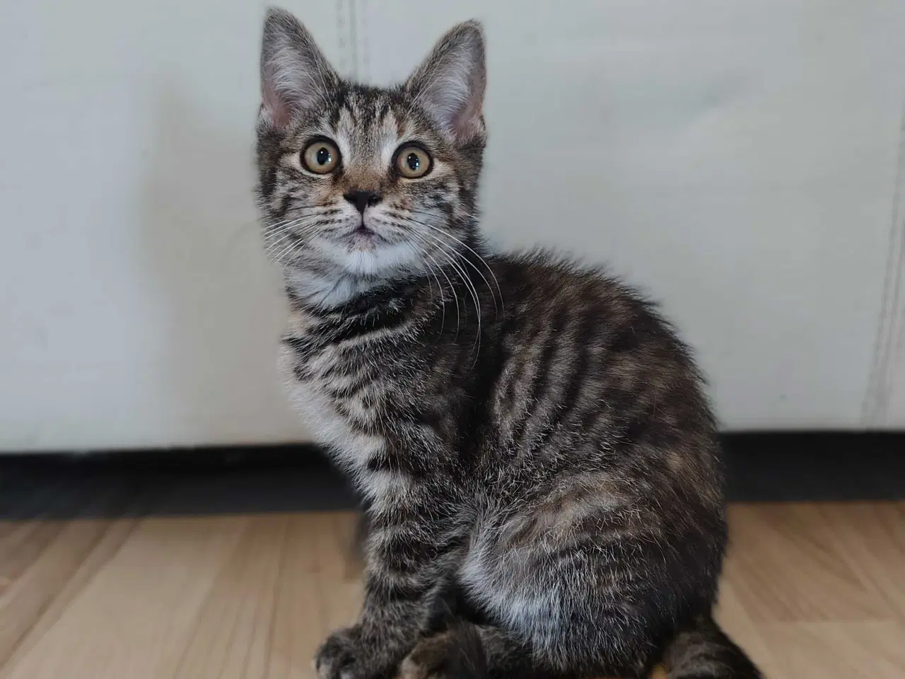 Billede 4 - Maine Coon bla. 🪻