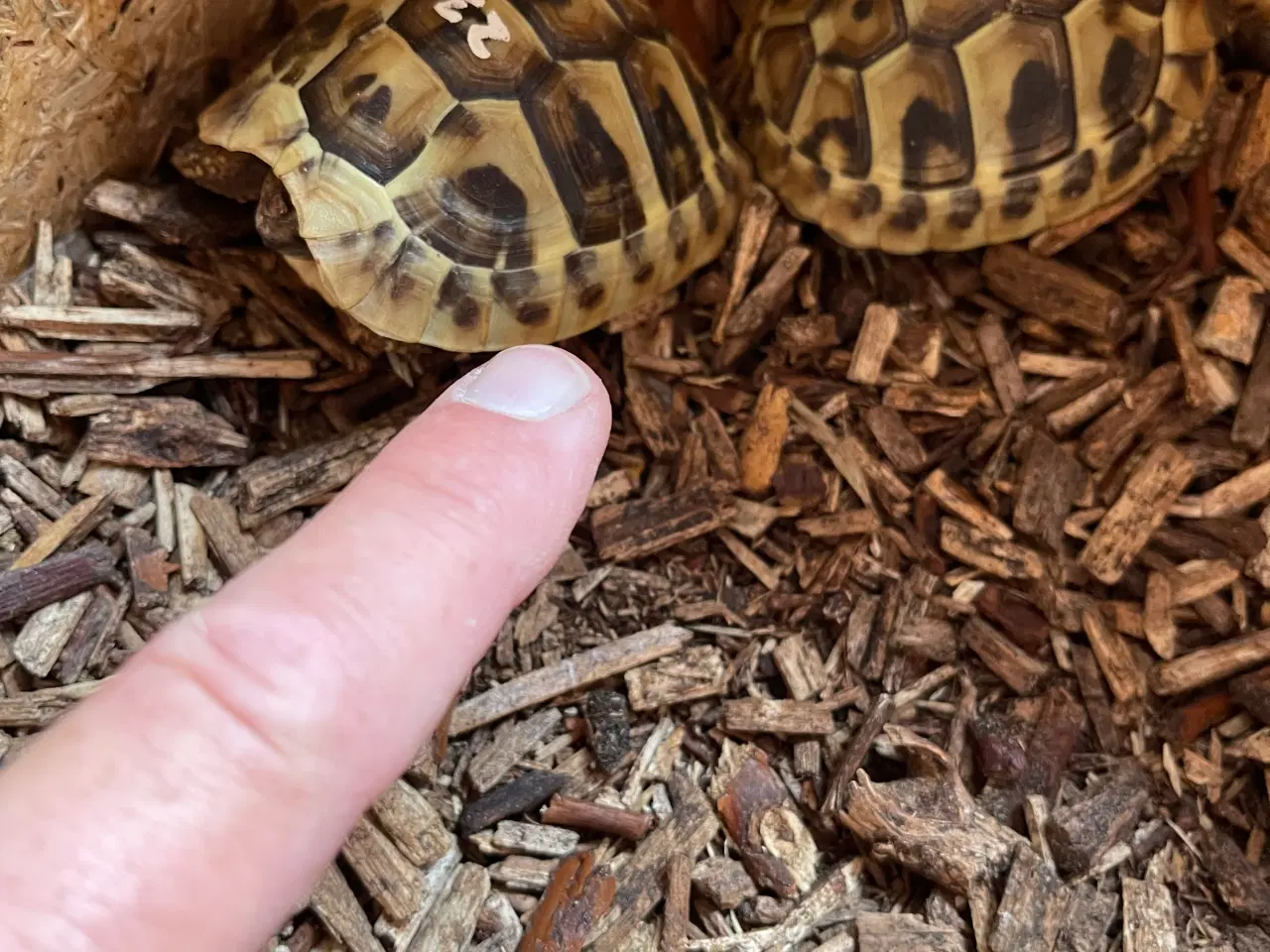 Billede 1 - Skildpadde skildpadder 